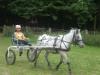 suche pferde fohlen aber kein pony