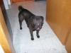 Junger,  gut erzogener reinrassiger Shar-Pei Rüde,  sucht nettes zu Hause!!!