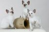 zauberhafte SNOWSHOE KITTEN