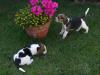 BEAGLE-Welpen