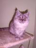 Süsses Perser-Main Coon-Mix Kätzchen