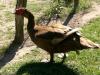 1, 0 Warzenente braun-wildfarbig