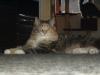 Maine Coon Schmusemädchen
