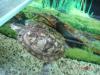 Verschenke Gelbwangenschildkröte in gute Hände inkl Filter, Heizstab, Insel, Futter