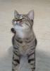 Liebe Grautigerkatze Loba!