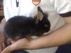 Zwergkaninchenbabys