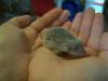 Igel,  Igeltanreks