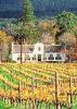 Weinstock Patenschaft Wein