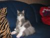 Suche Scottish Fold Deckkater