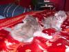 Maine Coon Kitten mit Stammbaum
