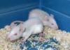 Junge,  schöne Ratten zu verschenken