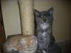 Maine Coon Kitten