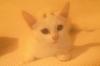 Türkische Angora Katze