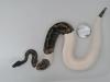 0.1 Python regius Piebald Königspython Weibchen