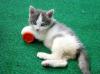 14-Wochen altes,  weibliches Kitten