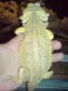 Farb-Bartagamen,  Männchen und Weibchen,  Leopardgecko