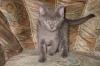  Wunderschöne Siam/ Thai / Britischkurzhaa Kitten 8 Wochen alt