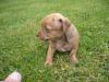 Chiwawa, Rehpinscher Welpen gesund und munter