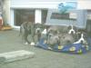 Aaron,  Abuh,  Brutus,  Gini und Stella - Doggenwelpen
