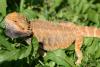 USA Import Sunburst Bartagame von Kevin Dunne