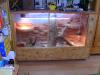 Biete großen Terrarium mit Bartagamenpärchen