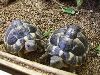 Verkaufe 2 Griechische Landschildkröten mit Terrarium + viel Zubehör