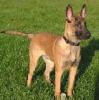 Malinois Rüde 5 1/ 2 Monate alt