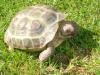 russische Vierzehen Landschildkröte