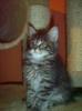 traumhaft schöne maine coon kitten