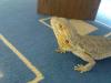 Suche Reptilien Eier,  möglichst von Bartagamen aber auch von anderen Reptilien!