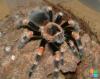 Brachypelma Smithi 1.0