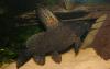 Synodontis eupterus /  Schmuckflossen-Fiederbartwels