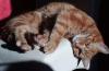 Kater Gissmo entlaufen/ vermisst München-Sendling