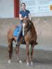 Warmblutmix,  Wallach,  Stckm. 154, 5