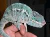 furcifer pardalis ambanja blue nachzuchten