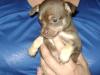Chihuahua Welpe,  schoclet&tan