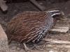 Suche Madagaskar Perlwachtel Eier/ Jungtiere oder Pärchen