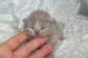 Britisch Kurzhaar Kitten in blau und lilac