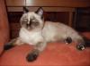 Perser/ Exotic Shorthair