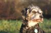 Nette,  alte Hundedame sucht liebevolles Zuhause
