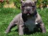Blaue Nase American Pitbull Rüden und Hünd