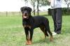 Rottweilerrüde,  7 Monate