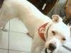 11 monate alte doggo Argentinio Hündin in Niedersachsen gestohlen und nach bayer