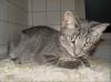Kleiner süßer Kater sucht zu Hause (Flensburg u. Umgebung)