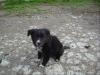 Border Collie-Australien-Shepherd