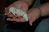 Ratten Jungtiere zu verschenken! aus 3 Würfen,  Augsburg