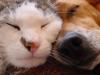 Ist ihr Hund zu dick  Ist ihre Katze zu langsam