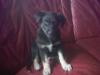 kleiner süßer weißer schäferhund- mix welpe