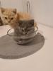 Bkh Kitten  noch 2 zu haben 