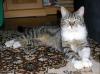 Kater vermisst !!! - Wer hat ihn gesehen ?